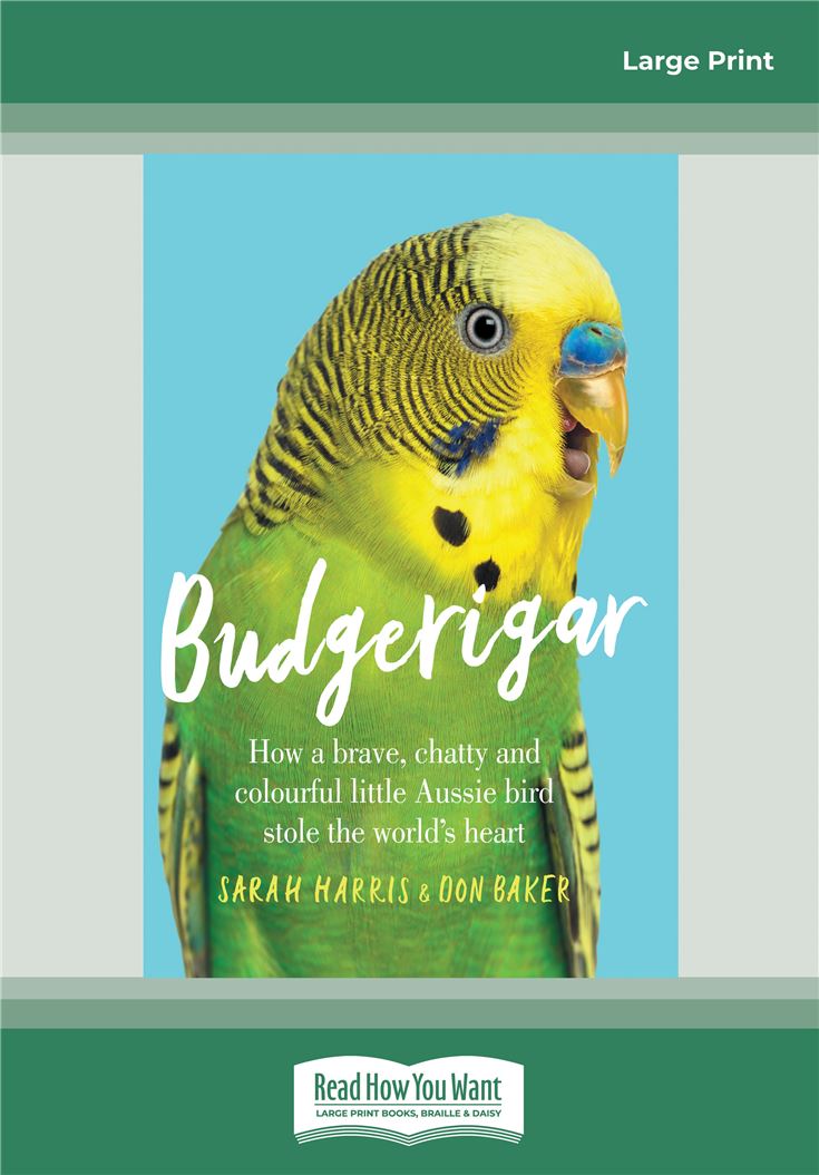Budgerigar