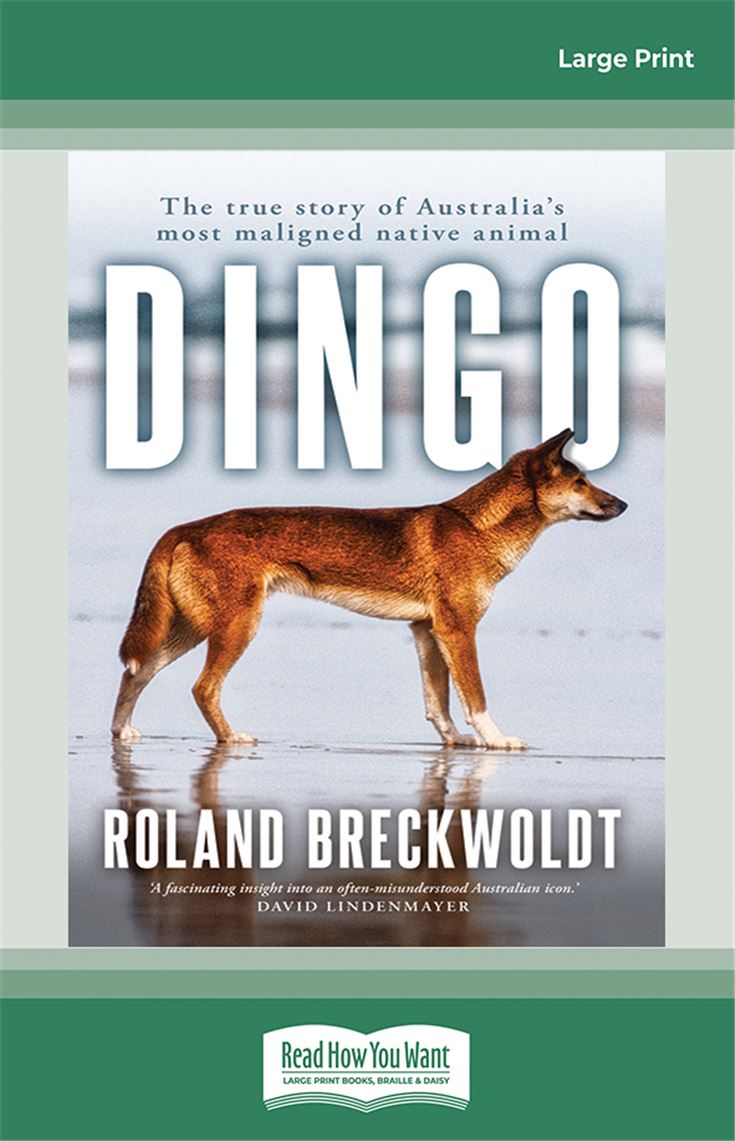 Dingo